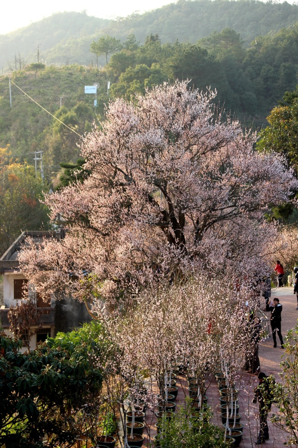 位于梅州市梅县区城东镇潮塘村的千年古梅