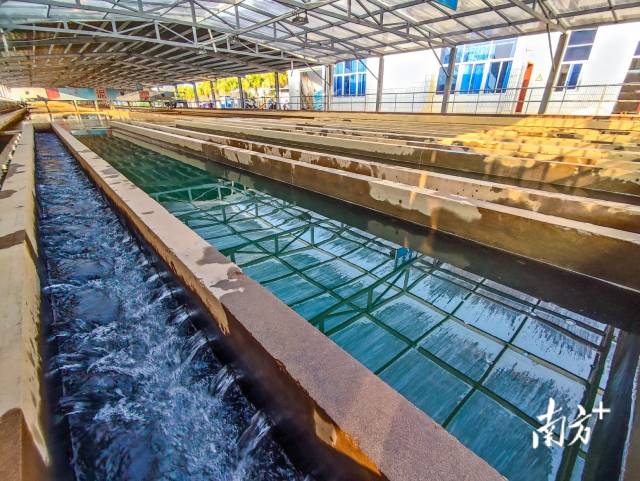 在大埔县五虎山制水厂内，经过一道道处理流程，自来水流入市政供水管网，然后输送到千家万户。  南方+ 马吉池 拍摄