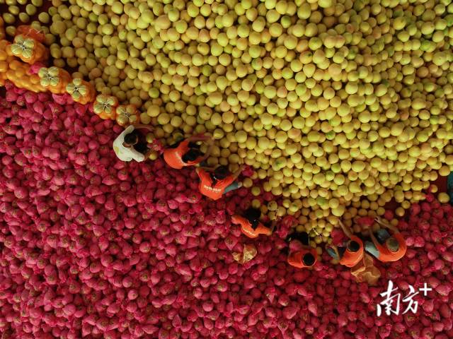 广东梅州柚