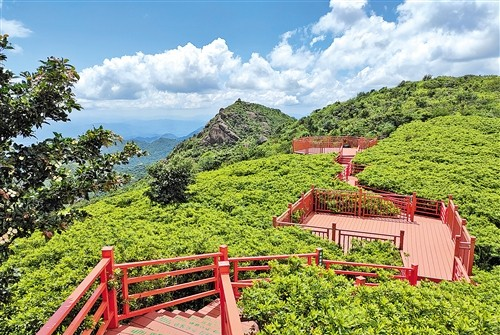杜鹃花林