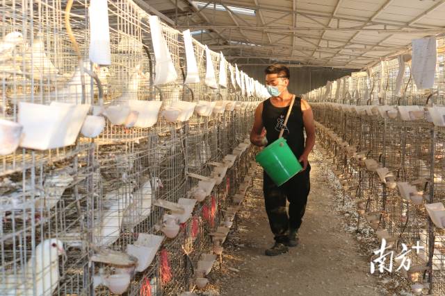 兴宁省级肉鸽现代农业产业园让村民实现在家门口就业。 陈泽铭 摄