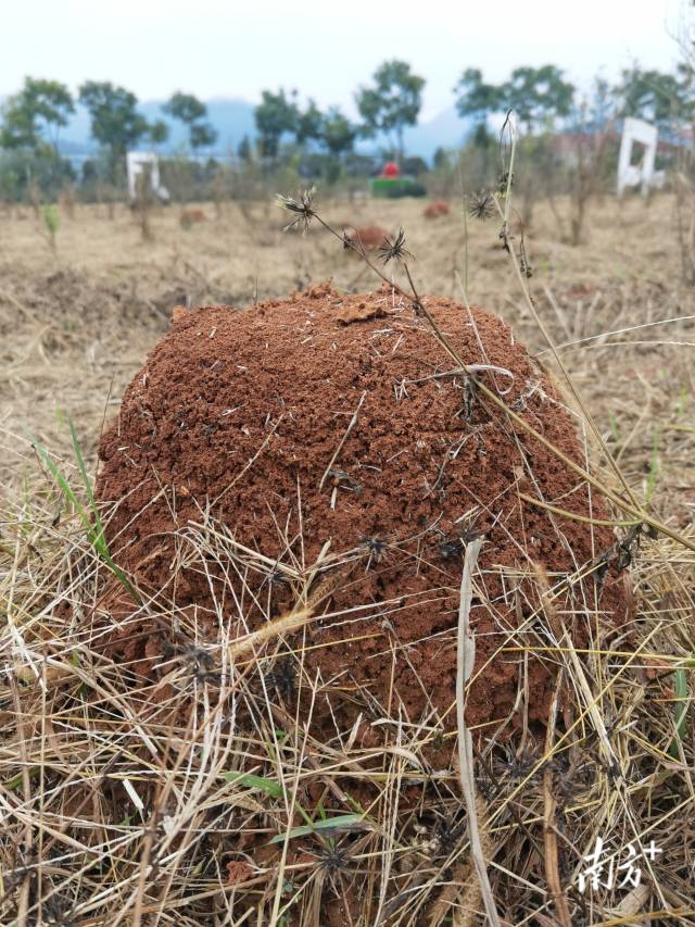 野外红火蚁蚁巢。  受访者供图