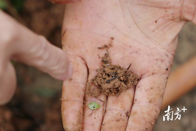 泥土中的黑点是防治后的红火蚁尸体。魏丽文 摄