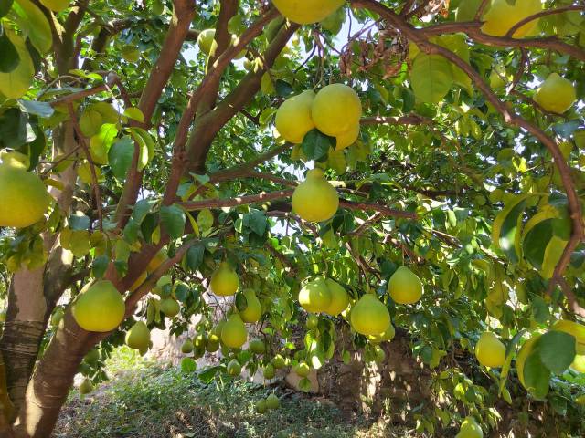 黄橙橙的梅州金柚挂满枝头