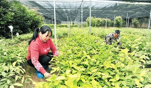 平远县石正镇下丰村,梅片树种植服务队队长刘云浩带领村民们爬上山坡