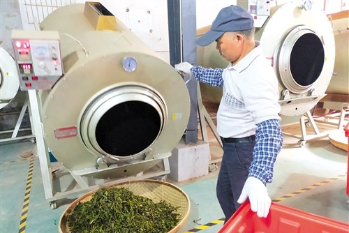 春茶吐新绿 产业走新路