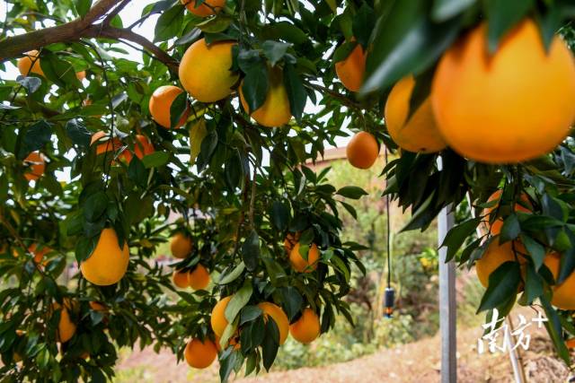 平远脐橙是当地农户的致富果，做好柑橘黄龙病防控工作很重要。魏丽文 摄