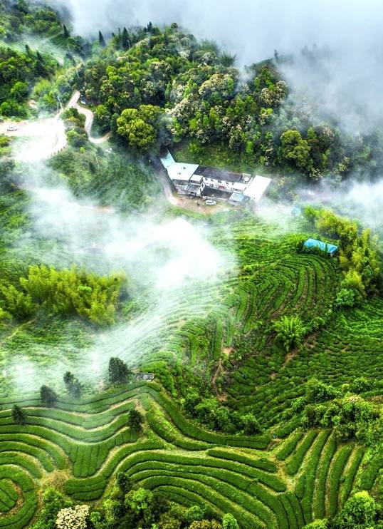 西阳镇清凉山茶场。