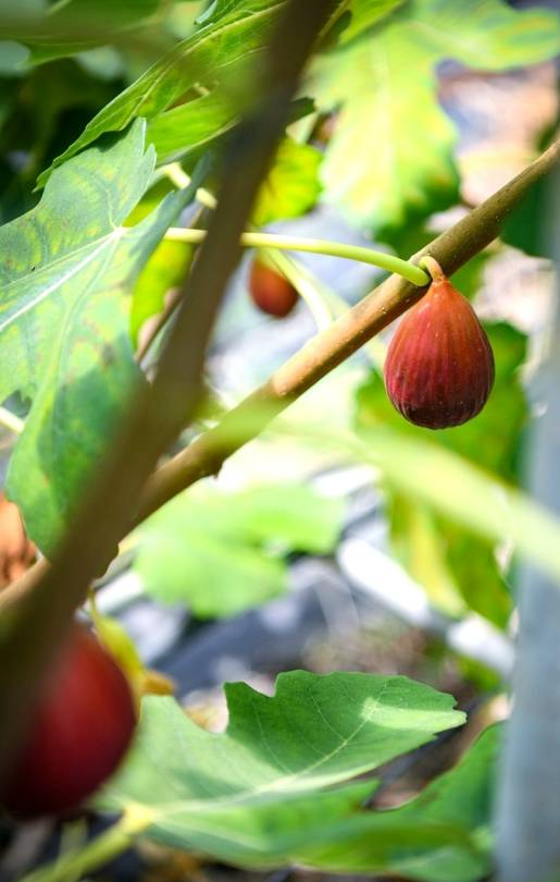 西阳镇直坑村引进企业种植无花果。