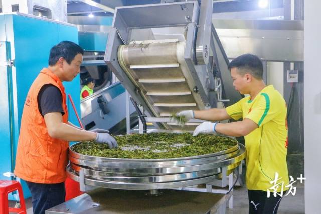 工人将茶叶中的残次品挑出。魏丽文 摄