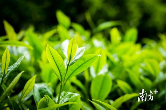 积蓄了一整个冬天能量的茶园“上新”了。南方日报记者 何森垚 摄