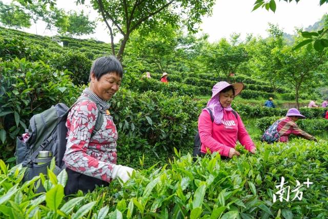 茶农娴熟地采下春天的第一抹滋味。南方日报记者 何森垚 摄