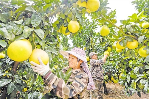 大埔蜜柚新鲜上市啦！