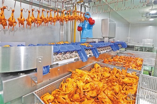 做强“兴宁鸽” 唱响“致富歌”