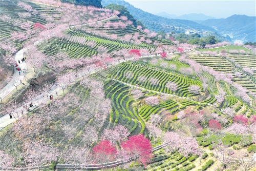 党建引领乡村绿化蔚然成风：梅州市连续两年超额完成年度种植计划