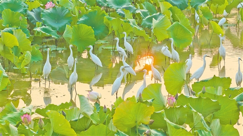 寿乡生态美
