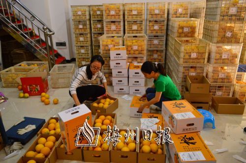 在梅州客家围龙信息科技有限公司，工作人员正在分拣、包装新采摘的脐橙。 （傅思林  摄）